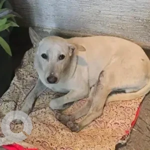 A White-Brown Mix Indie Dog Missing from Bengaluru