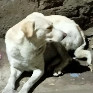 A White Indie Dog Found from Nehru Vihar C block-2
