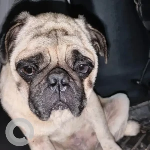 A Black and White Pug Dog Found from Shivaji Nagar, Bengaluru-2