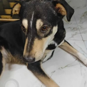 A Black and Brown Indie Dog Missing from New Delhi