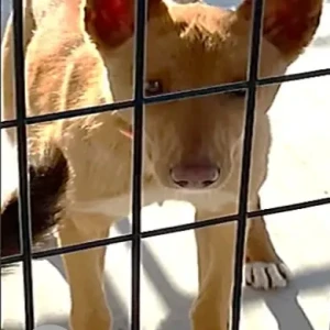 A Golden Portuguese Podengo Pequeno Dog Missing from Taunton Casino/Jordan’s Furniture.