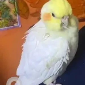 A White Lutino Cockatiel Bird Missing from Stanford omkar homes, bommasandra-2