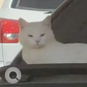 A White Persian Cat Missing from Ain Al Faydah