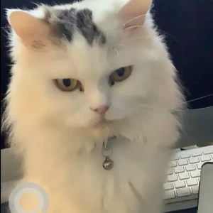 A White Persian Cat Missing from Al JadaSharjah