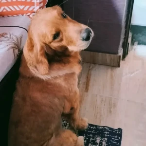 A Brown Golden Retriever Dog Found from New Delhi