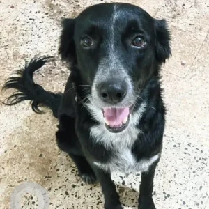 A Black and White Indie Dog Found from Pune University