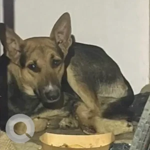 A Black and Brown German Shepherd Indie mix Dog Missing from SDA C5 Market