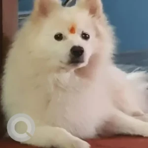 A White Japanese Spitz Dog Missing from Urlabari