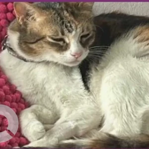 A White-Brown Mix Domestic Shorthair Cat Missing from Al Reef 2 NE Zone - Al Mustawda'at Street