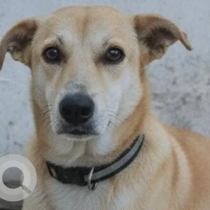 A White-Brown Mix Indie Dog Missing from New Delhi