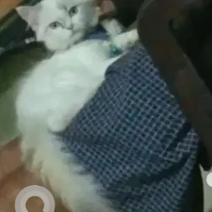 A White Persian Cat Missing from Bengaluru-2