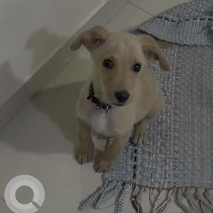 A Golden Golden Retriever Indie mix Dog Missing from Jyotiba Nagar, Pimpri Chinchwad
