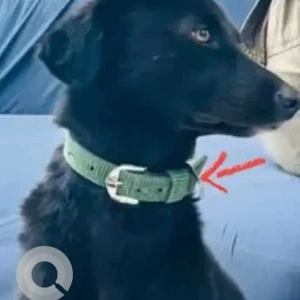 A Black and White Indie Dog Missing from Hyderabad-2