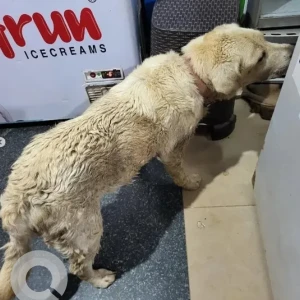 A Brown Labrador Dog Found from Bengaluru-2