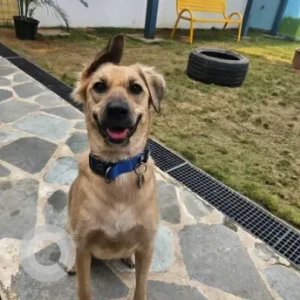 Male Indie Dog Adoption for Adoption in Gurgaon