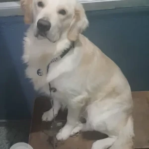 A White White Retriever Dog Missing from Kavalbaisandra Road