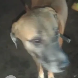 A White-Brown Mix Indie Dog Found from Tughalkabad Extension