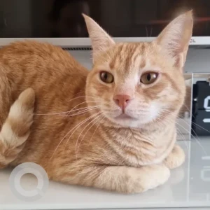 A Golden Domestic Shorthair Cat Missing from Safi Apartments