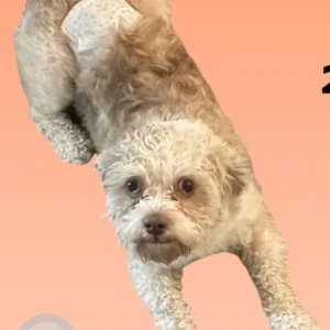 A White-Brown Mix Poodle Dog Found from 1/18 Oakville Ave