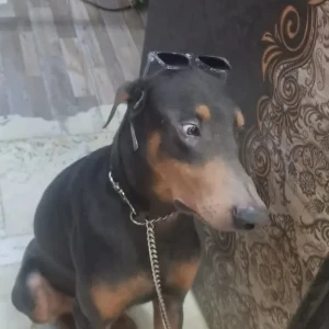 A Black and Brown Doberman Dog Missing from Daryaganj