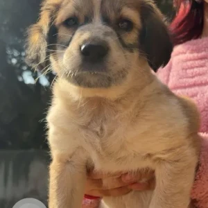 Female Indie Dog Adoption for Adoption in Dwarka sec14