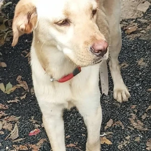 A White-Brown Mix Labrador Dog Found from Electronic City, Bengaluru-2