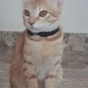 A Orange Ginger Orange Feline Cat Missing from Euro kids pre school, NNT layout, Nelamangala