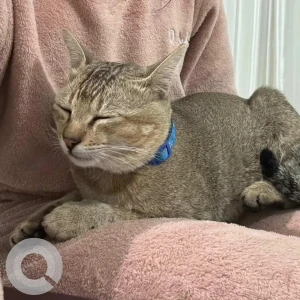 A Black and Brown Indie Cat Missing from Chimpu, Jamal Store, Oka Vile