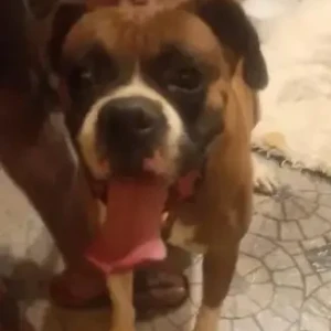 A White-Brown Mix Boxer Dog Found from Jakkur, Kempegowda circle