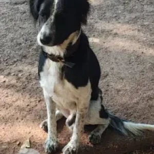 A Black and White Indie Dog Found from Saras Bagh-2