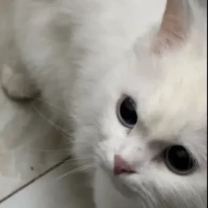 A White Turkish Angora Cat Missing from Grand mall, agman