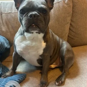 A White and Grey French Bulldog Dog Missing from Pojac Point Rd & Schoolhouse Rd