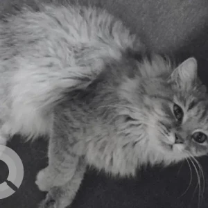 A Grey Persian Cat Missing from Ayesha Residency