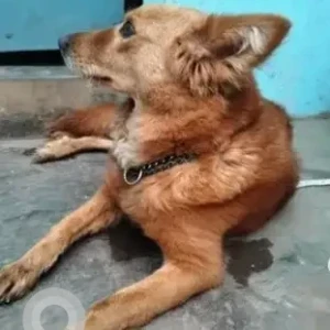 A Brown Indie Dog Found from Hegganalli government school near quick smart mart-2
