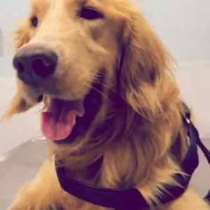 A Light Brown Golden Retriever Cross Dog Missing from nayabazaar khusibu arora cafe-2