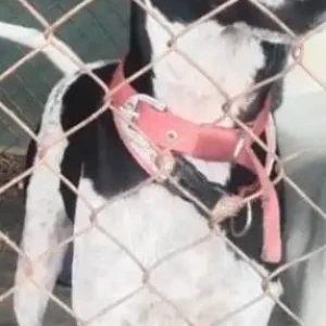 A Black and White Indie Dog Missing from Manjari Budruk, Pune-4