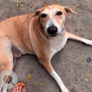 A Brown Indie Dog Missing from KHS college, Kothrud