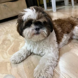 A White-Brown Mix Shih Tzu Dog Missing from Lalapet, Secunderabad-4