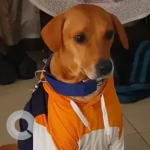 A Brown Indie Dog Missing from Venkateshwara cinema hall, KR puram-2