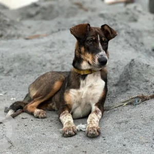 A Black and Brown Indie Dog Missing from Bhoganahalli road, Panathur-2