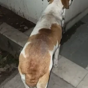 A White-Brown Mix Indie Dog Found from A-7 block of Rohini-2