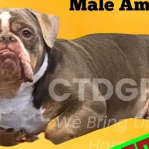 A White-Brown Mix bulldog Dog Missing from Babcock St, Park Rd Area