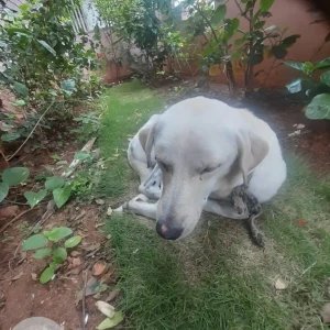 A White Indie Dog Found from KD Circle, Vijayanagar