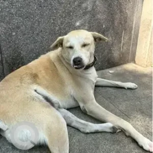 A White-Brown Mix Indie Dog Found from Udupi Grand-2