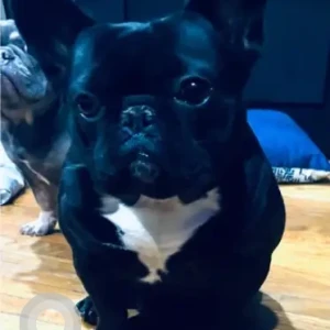 A Black French Bulldog Dog Missing from Webster Ave