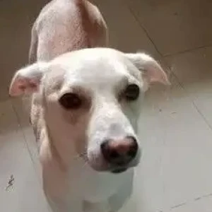 A White Indie Dog Missing from Dhayari-2