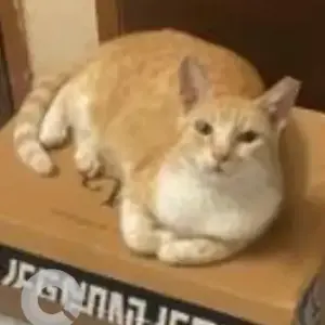 A White-Brown Mix Indie Cat Missing from Besant Nagar