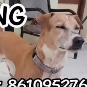 A White-Brown Mix Indie Dog Missing from Porur, Gerugambakam-2