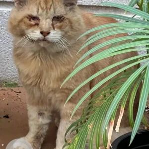 A Orange Domestic Tabby Cat Found from Al Mushrif