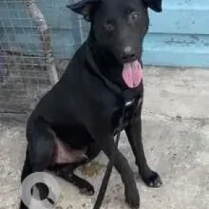 A Black Indie Dog Missing from Pune